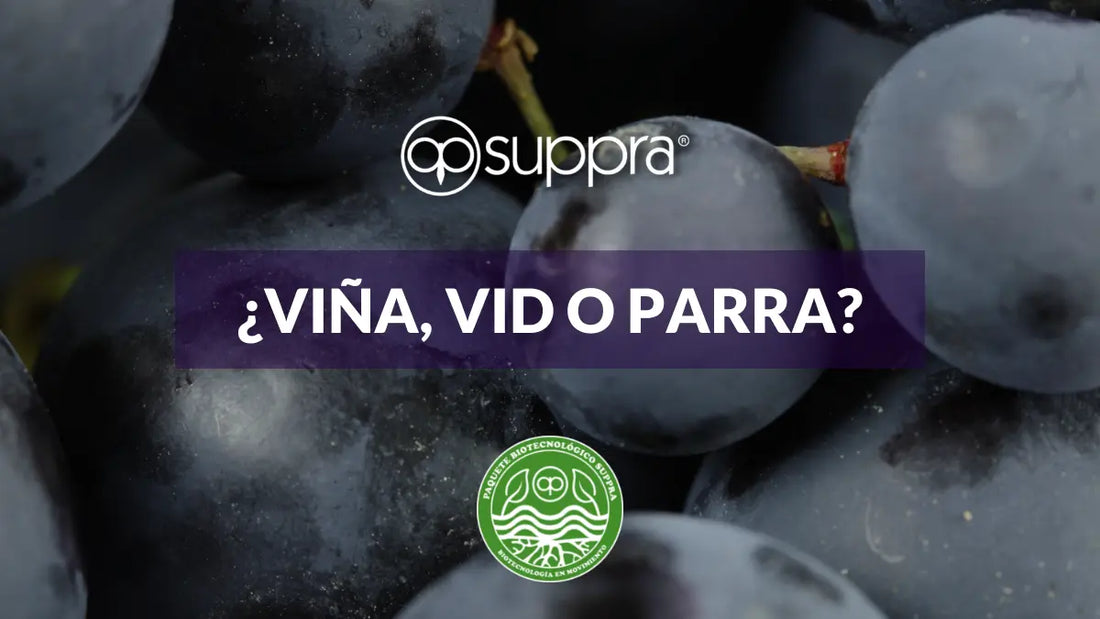 Viña-vid-o-parra SUPPRA MEXICO
