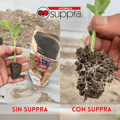 Micorriza Suppra 1 kg