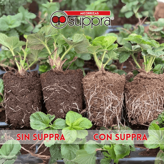 Micorrizas Suppra 10 kg